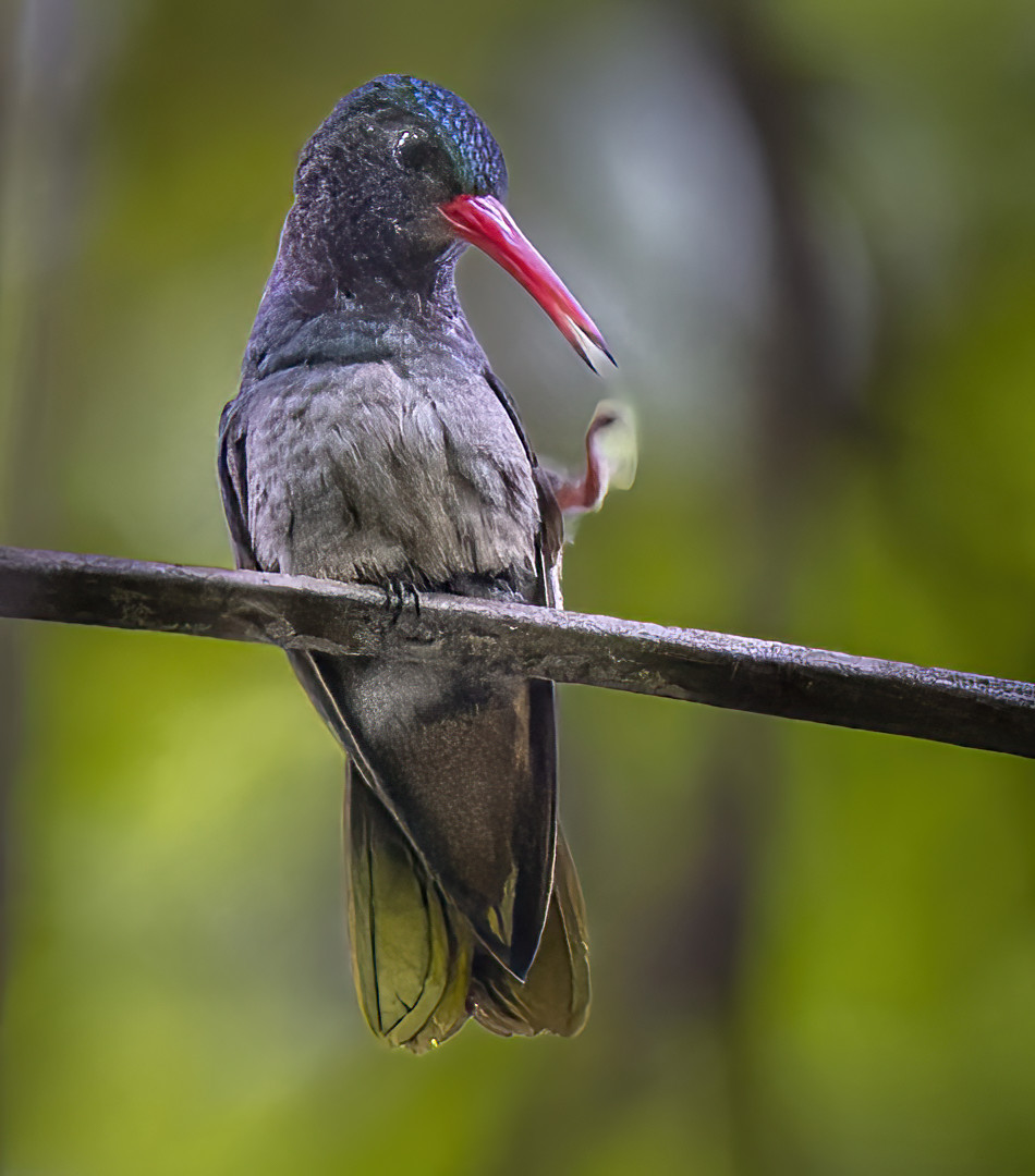 image Blue-throated Goldentail